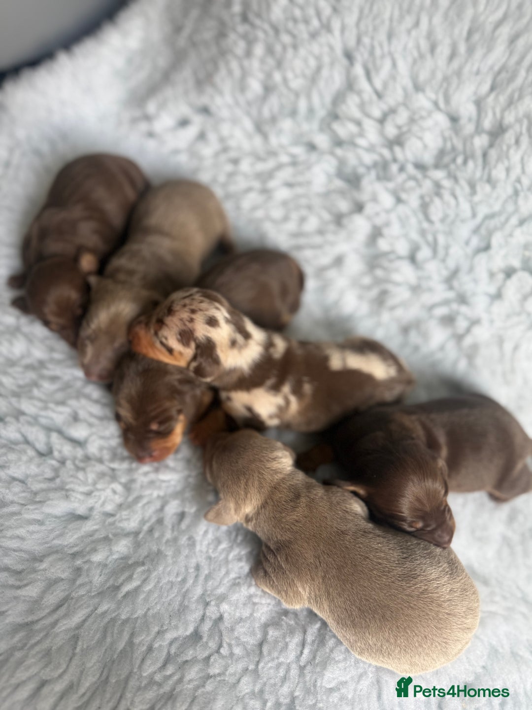 Miniature Dachshund dogs for sale: Kennel Club Miniature Dachshunds - Image 7