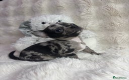 Chihuahua dogs for sale: Teacup chihuahuas - Image 2