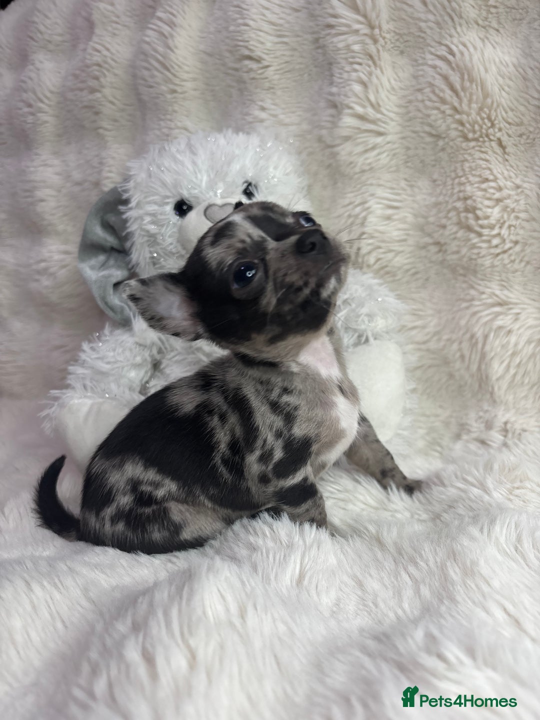 Chihuahua dogs for sale: Teacup chihuahuas - Image 2