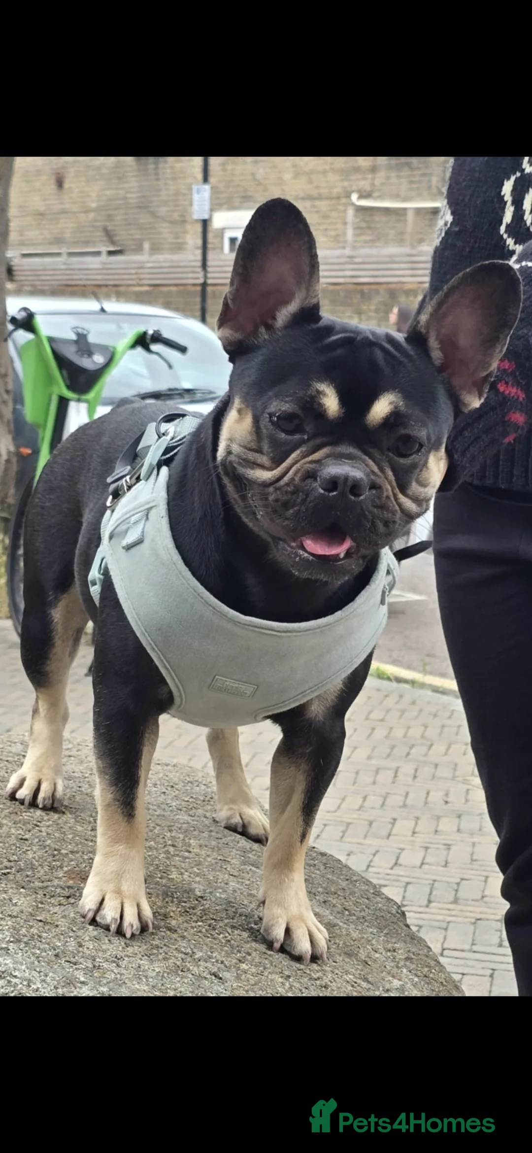 French Bulldog dogs for sale: Female French Bulldog in Reading - Advert 4