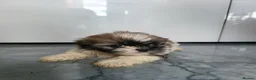 Shih Tzu dogs for sale: Shih tzu puppies - Advert 14
