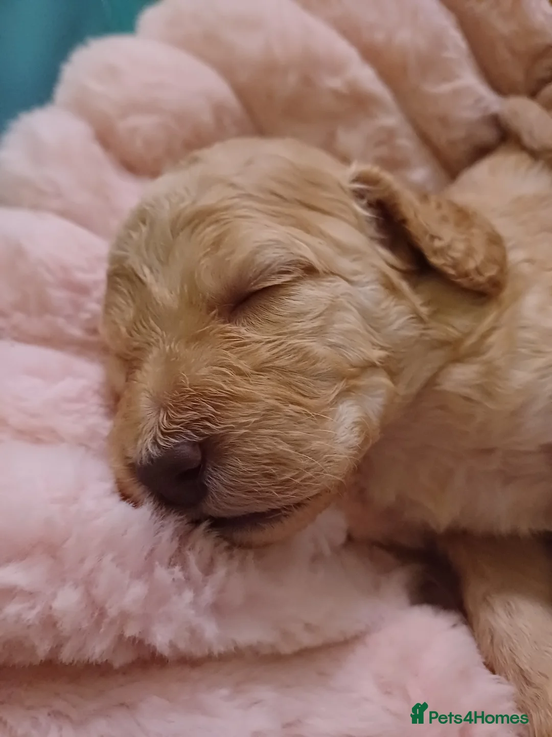 Cockapoo dogs for sale: Cockapoo Puppies - Advert 25