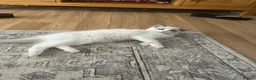 Ragdoll cats for sale: Beautiful female ragdoll kitten GCCF reg - Advert 5