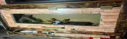 Python Snake reptiles for sale: Champagne ball python (With full set-up) - Advert 9