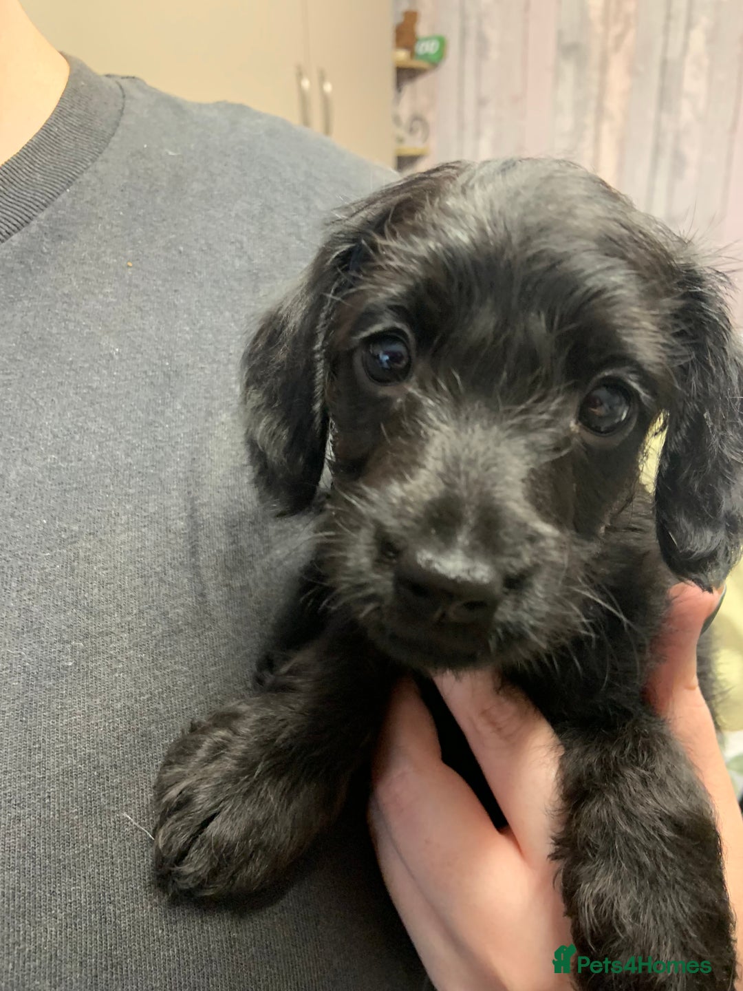 Doxiepoo dogs for sale: Gorgeous Doxipoo puppies  - Image 10