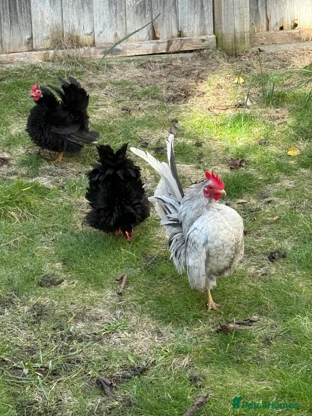 Mixed Breed birds for sale: A flock of pure show quality Seramas - Advert 4