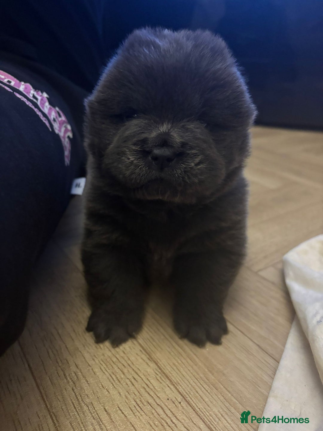 Chow Chow dogs for sale: Stunning Chow Chow Puppies Luxi Chow × Royal Chows - Advert 9