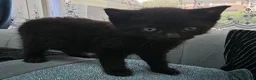 Persian cats for sale: Lovley half perian  - Advert 35