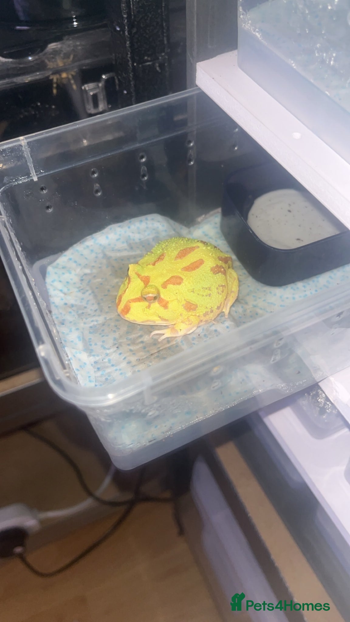 Frog reptiles Baby Pac-Man Froglets  - Advert 10