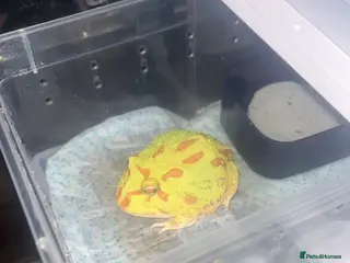 Frog reptiles Baby Pac-Man Froglets - Advert 1