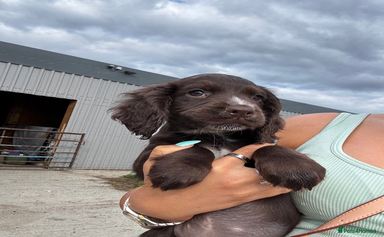 Sprocker dogs in Bishop Auckland - Advert 10
