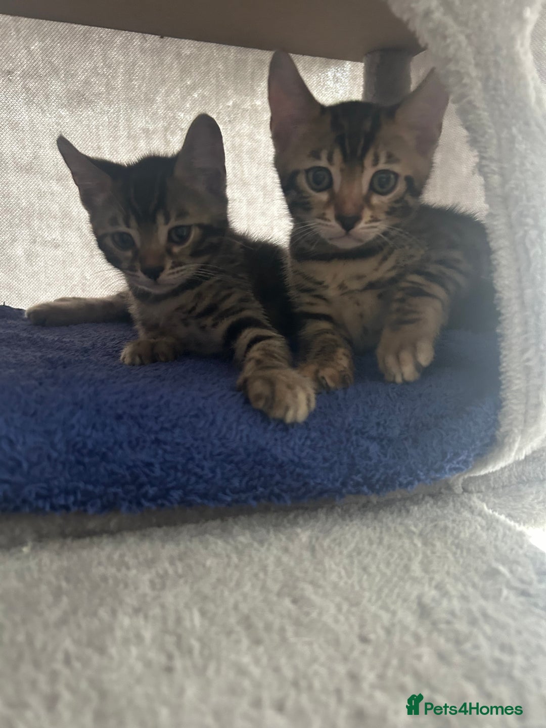 Bengal cats for sale: 🐾 Kittens Looking for a Loving Home! 🐾 - Image 22