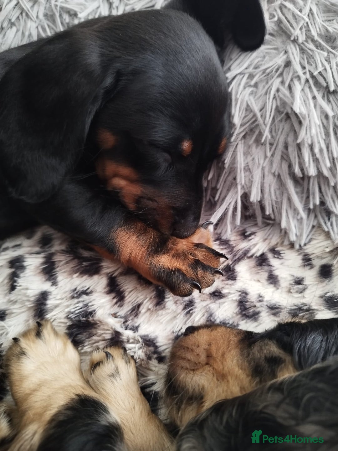 Dachshund dogs for sale: MINIATURE DACHSHUND! - Image 16