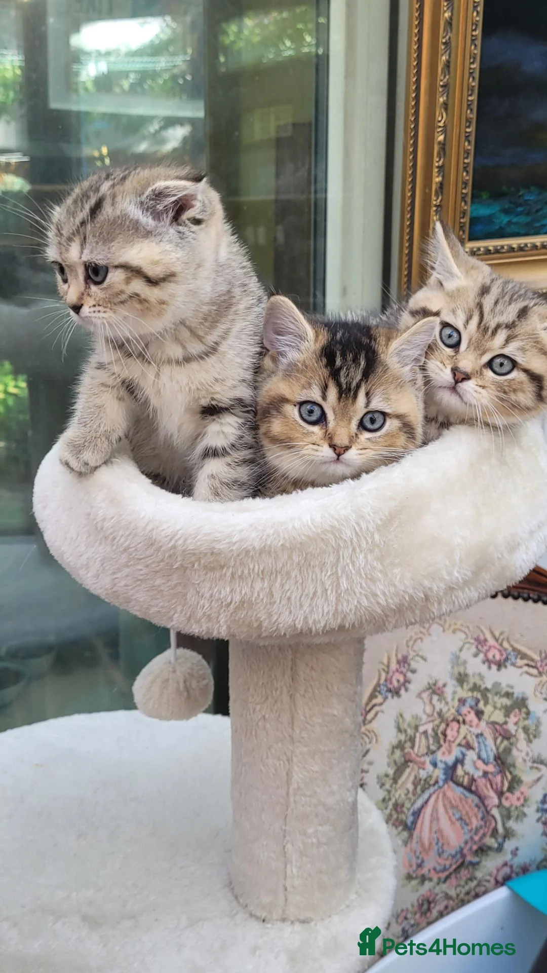 Scottish Fold cats for stud: STUD SERVICE AVAILABLE SCOTTISH FOLD  IN CROYDON  - Advert 15