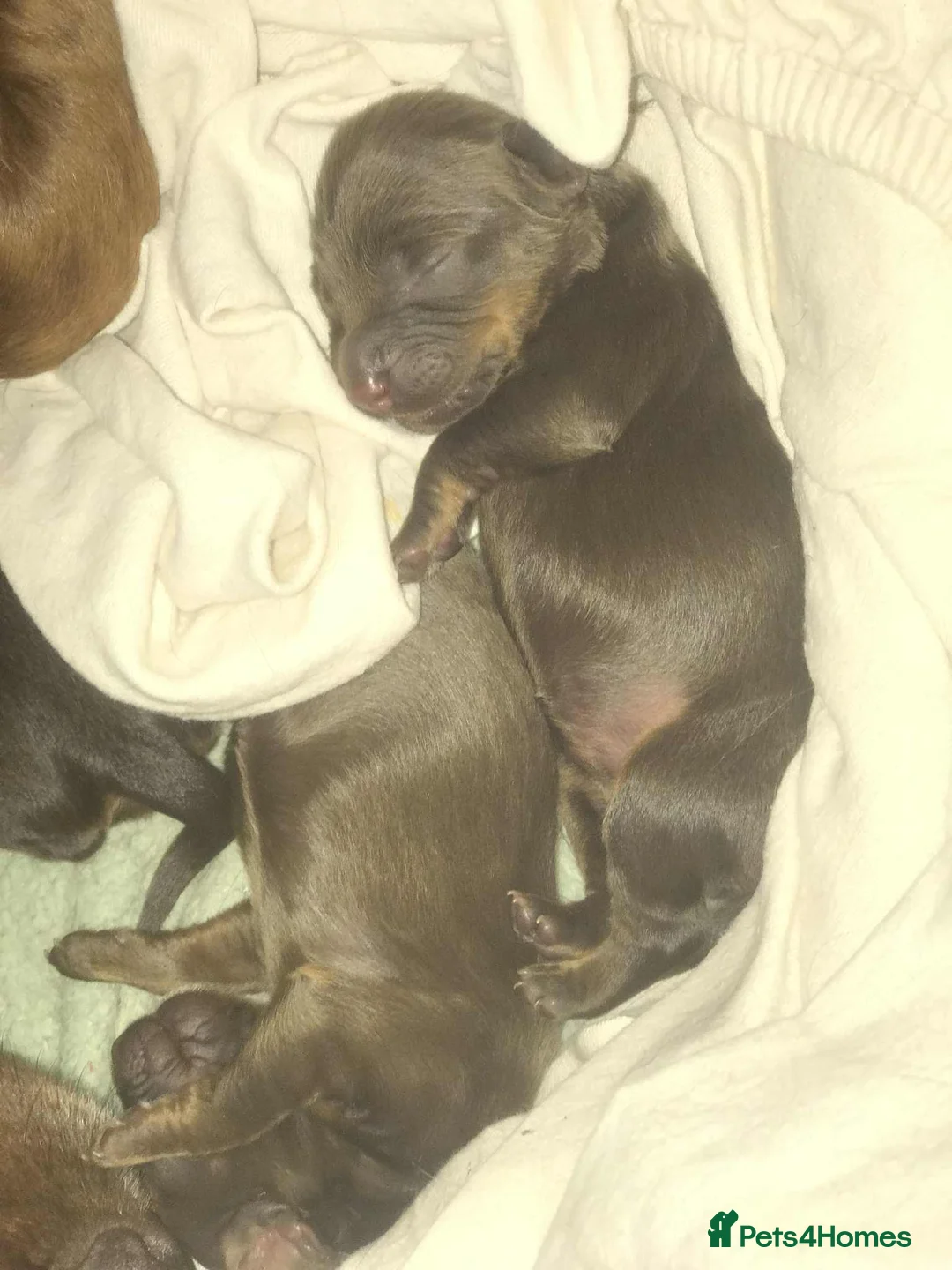 Cocker Spaniel dogs for sale: Tri chocolate  colour cocker spaniel puppies  - Advert 12
