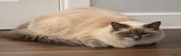 Ragdoll cats for sale: Stunning Lilac Lynx & Blue Point Ragdoll Girls - Advert 2