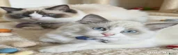 Ragdoll cats for sale: 2 lovable ragdolls - Advert 2
