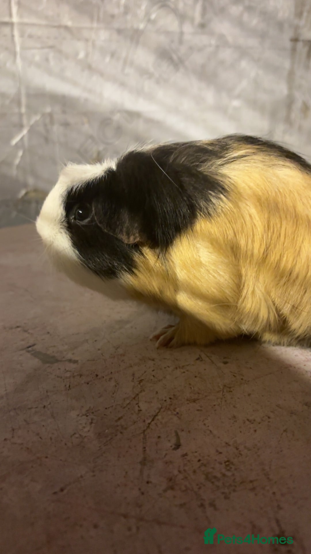 Guinea Pig rodents for sale: Female Guinea Pig - Image 2