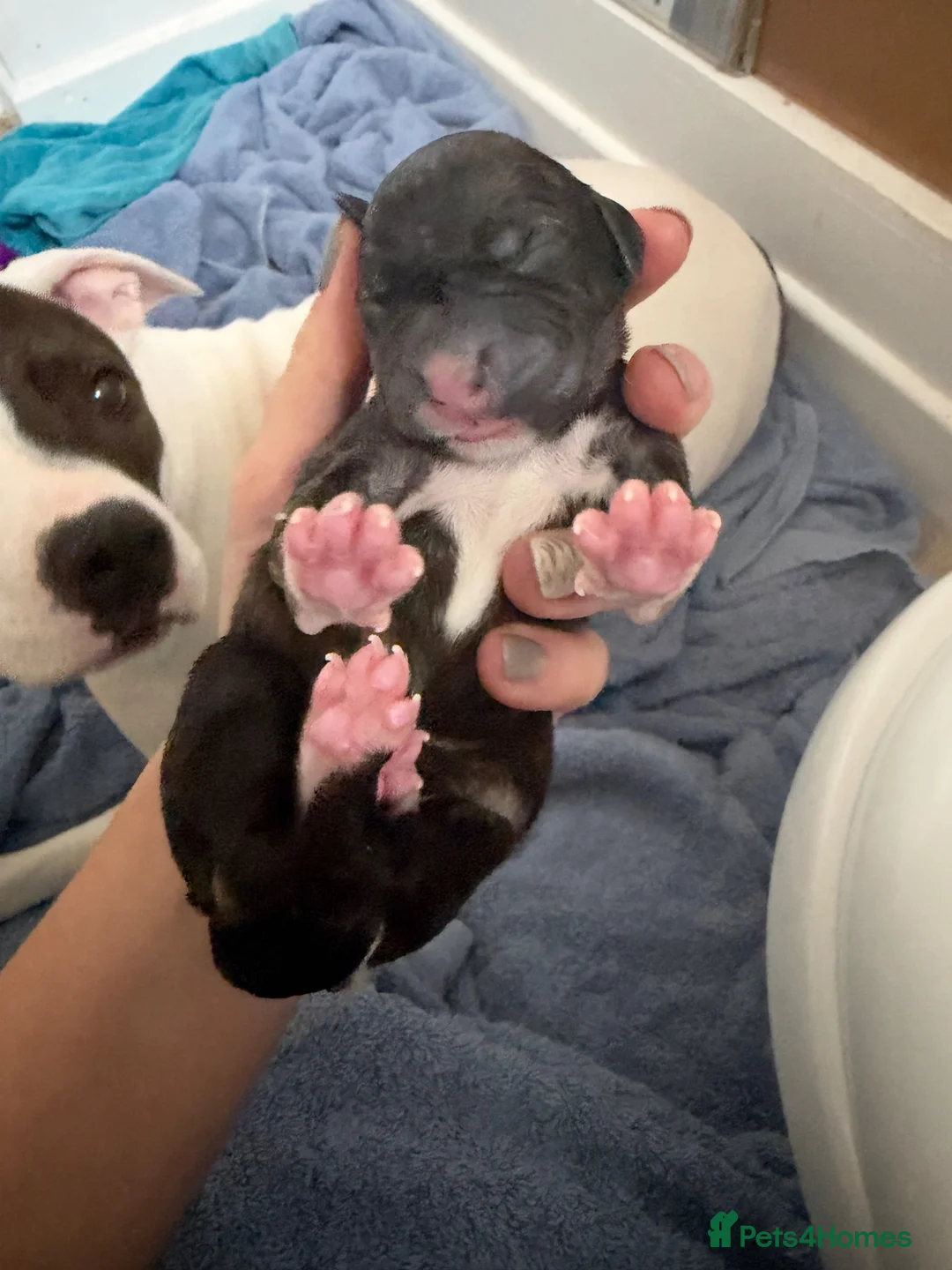 Mixed Breed dogs for sale: Staffy X greyhound pups   in Carlisle - Advert 8
