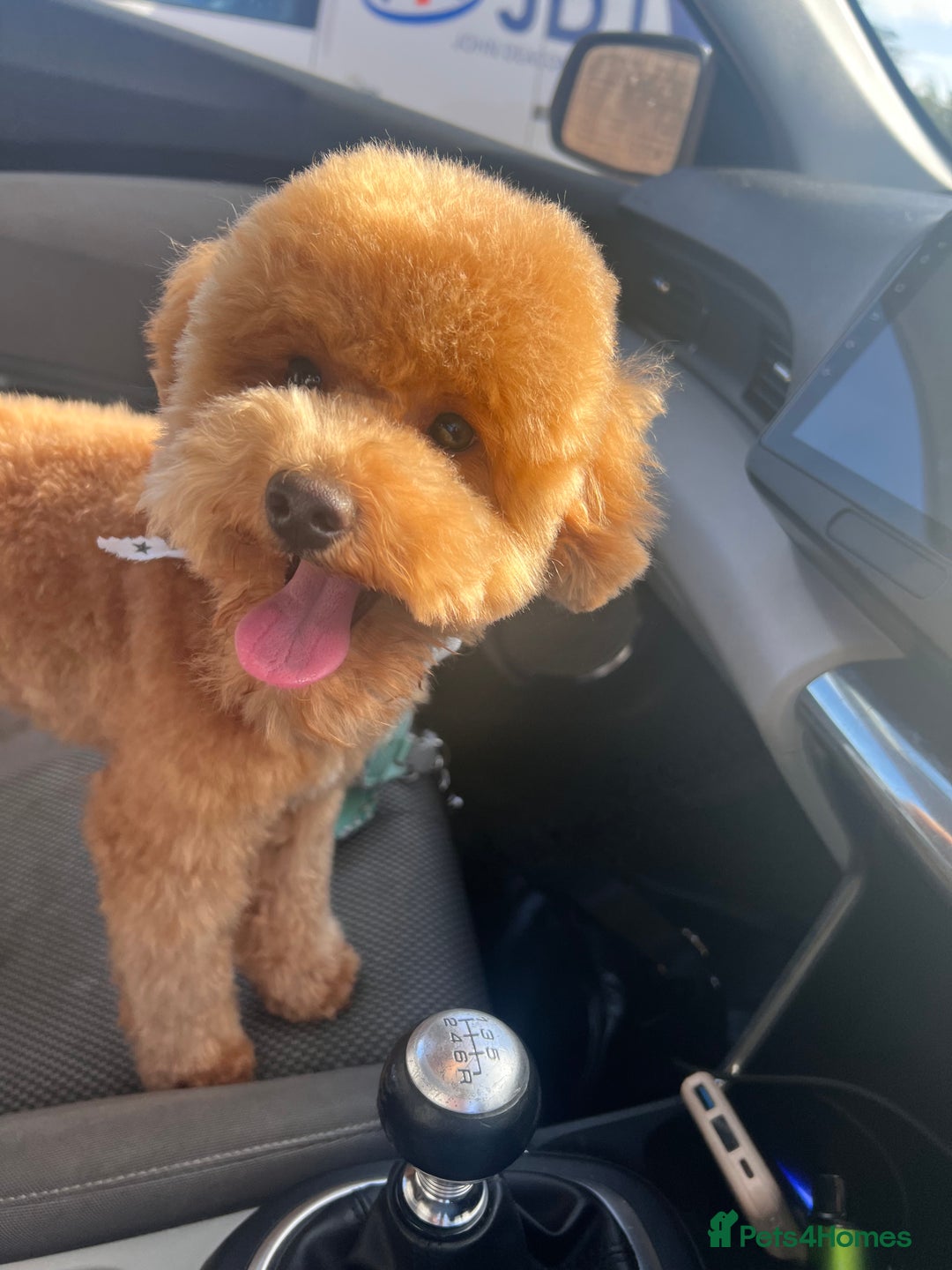 Toy Poodle dogs for stud: Toy Poodle Boy Looking for a Date – Scotland - Advert 2