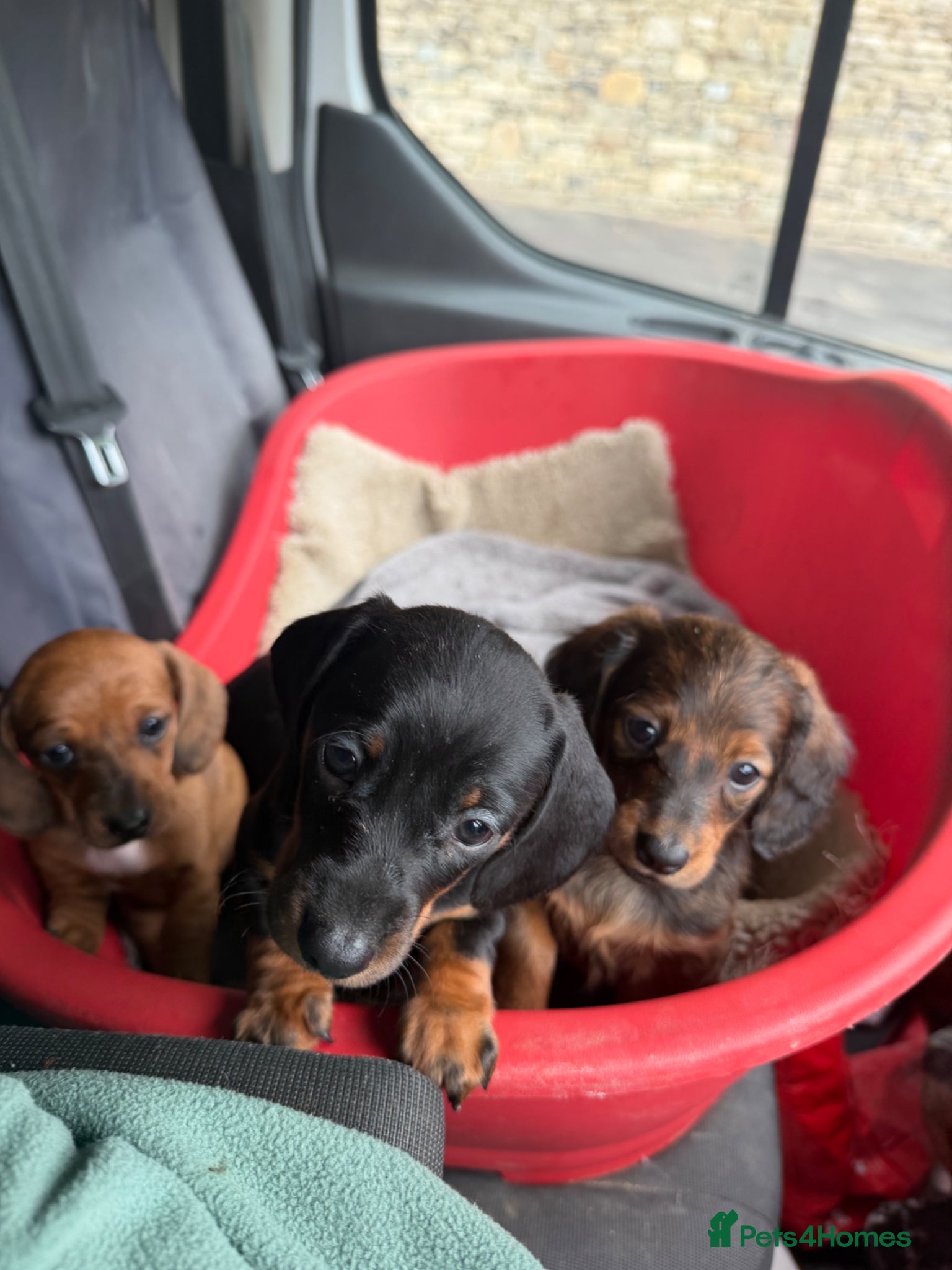 Dachshund dogs Standard kc Dachshund puppys  - Advert 1