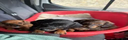 Dachshund dogs for sale: Standard kc Dachshund puppys  in Halifax - Advert 1