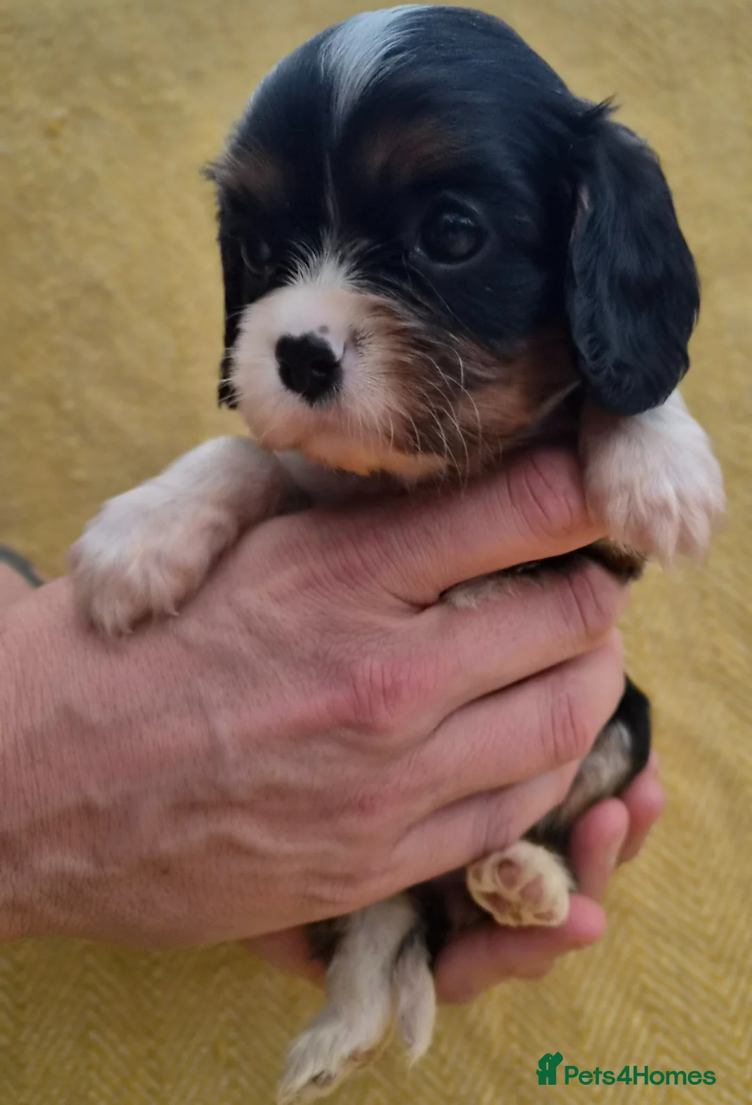 Cavalier King Charles Spaniel dogs for sale: *Health Tested CKCS 2 available* - Advert 2