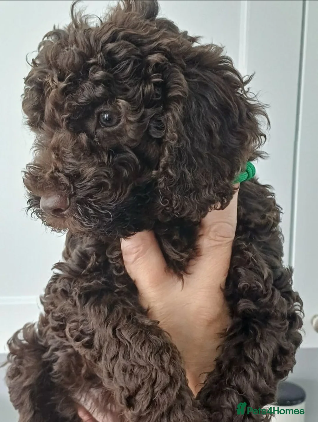 Sproodle dogs for sale: Sproodle puppies for sale - Advert 1