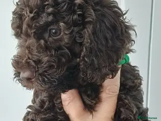 Sproodle dogs Sproodle puppies for sale - Advert 2