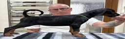 Dobermann dogs for sale: Top Quality Dobermann Puppies Available - Advert 6