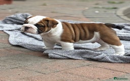 English Bulldog dogs for stud: Red Bulldog Stud - Image 6