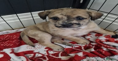 Mixed Breed dogs Frenchi /Mini Poodle Puppies First Gen ❤️  - Advert 6