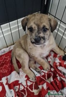 Mixed Breed dogs Frenchi /Mini Poodle Puppies First Gen ❤️ - Advert 6