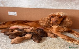 Cocker Spaniel dogs for sale: Beautiful Show Type KC registered Cocker Spaniels  - Image 37