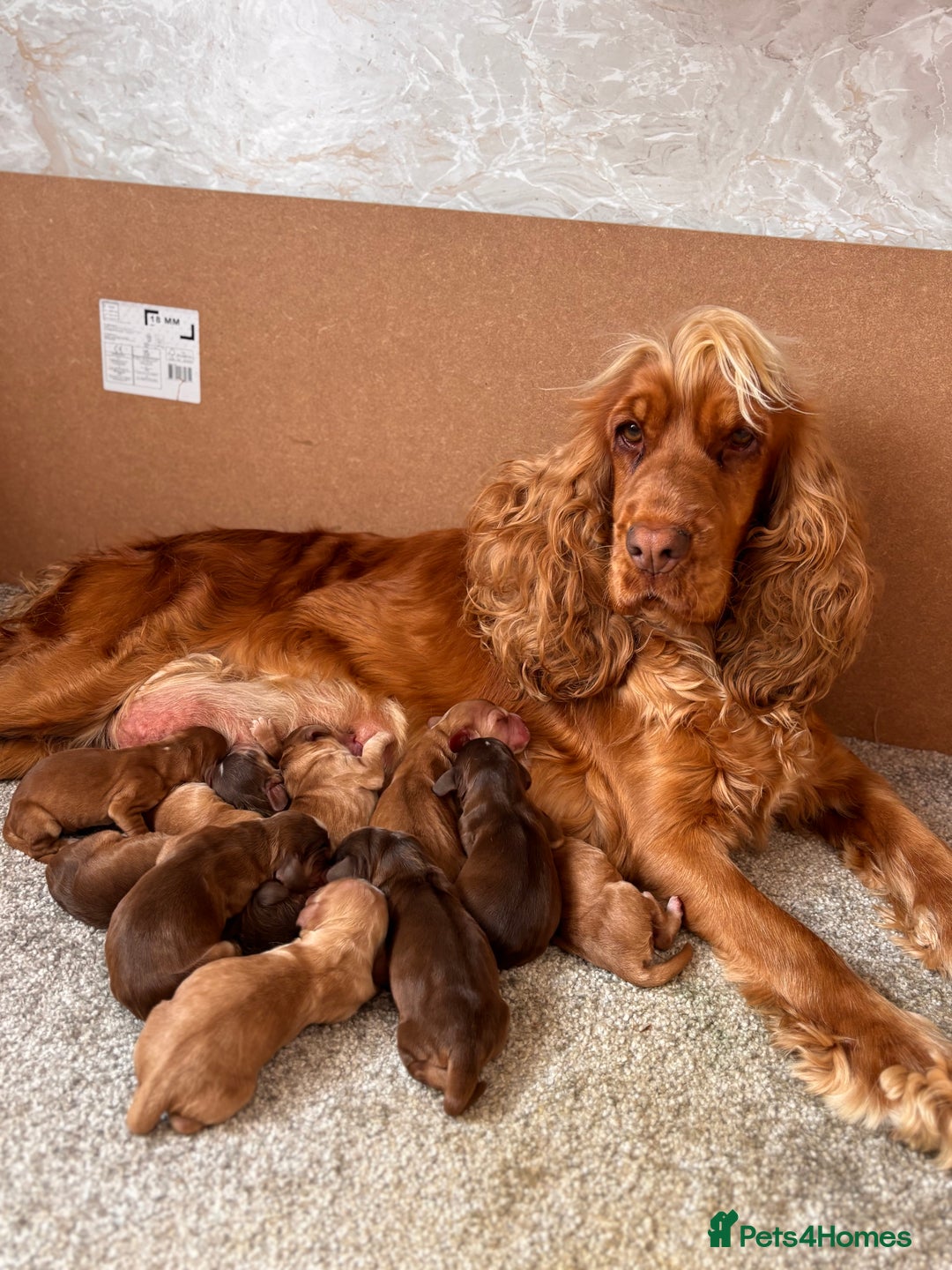 Cocker Spaniel dogs for sale: Beautiful Show Type KC registered Cocker Spaniels  - Image 37