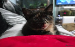 Mixed Breed cats for sale: Mixed breed kittens ready now.  - Image 32