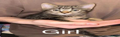 Pickle