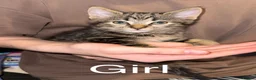 Mixed Breed cats for sale: 6 beautiful Kittens looking for loving home's - Advert 1