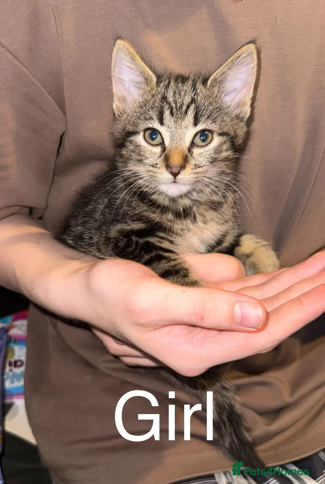 Mixed Breed cats for sale: 6 beautiful Kittens looking for loving home's - Advert 1