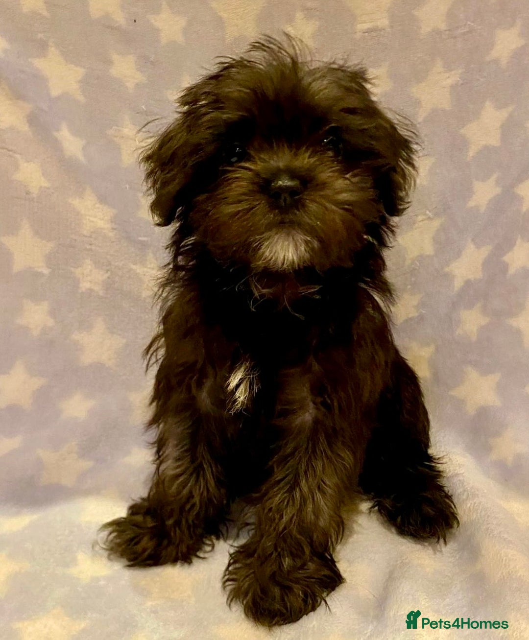 Maltipoo dogs for sale: Ready Now-Stunning Maltipoo Puppies⭐️DNA Tested ⭐️ - Image 6