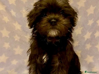 Maltipoo dogs - Advert 5