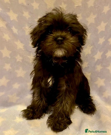 Maltipoo dogs - Advert 4