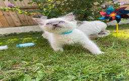 Ragdoll cats for sale: 2 BOYS LEFT . Ready to leave TODAY - Image 26