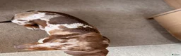 Miniature Dachshund dogs for stud: 🤎🐾 STUNNING MINIATURE CHOCOLATE DAPPLE & TAN - Advert 9