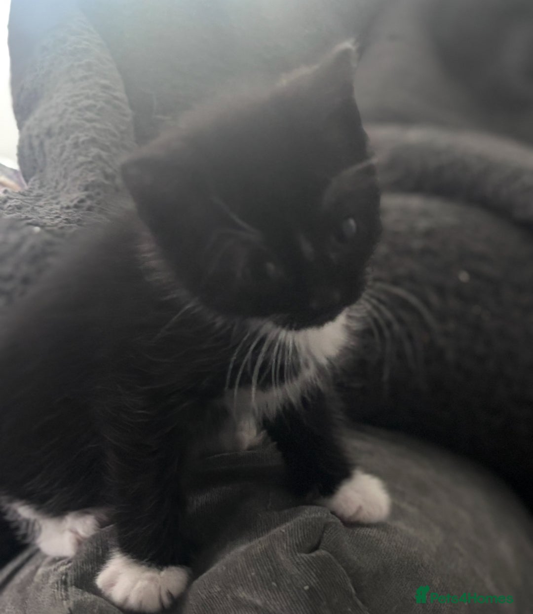 Mixed Breed cats for sale: Mixed breed kitten. Part Ragdoll - Advert 6