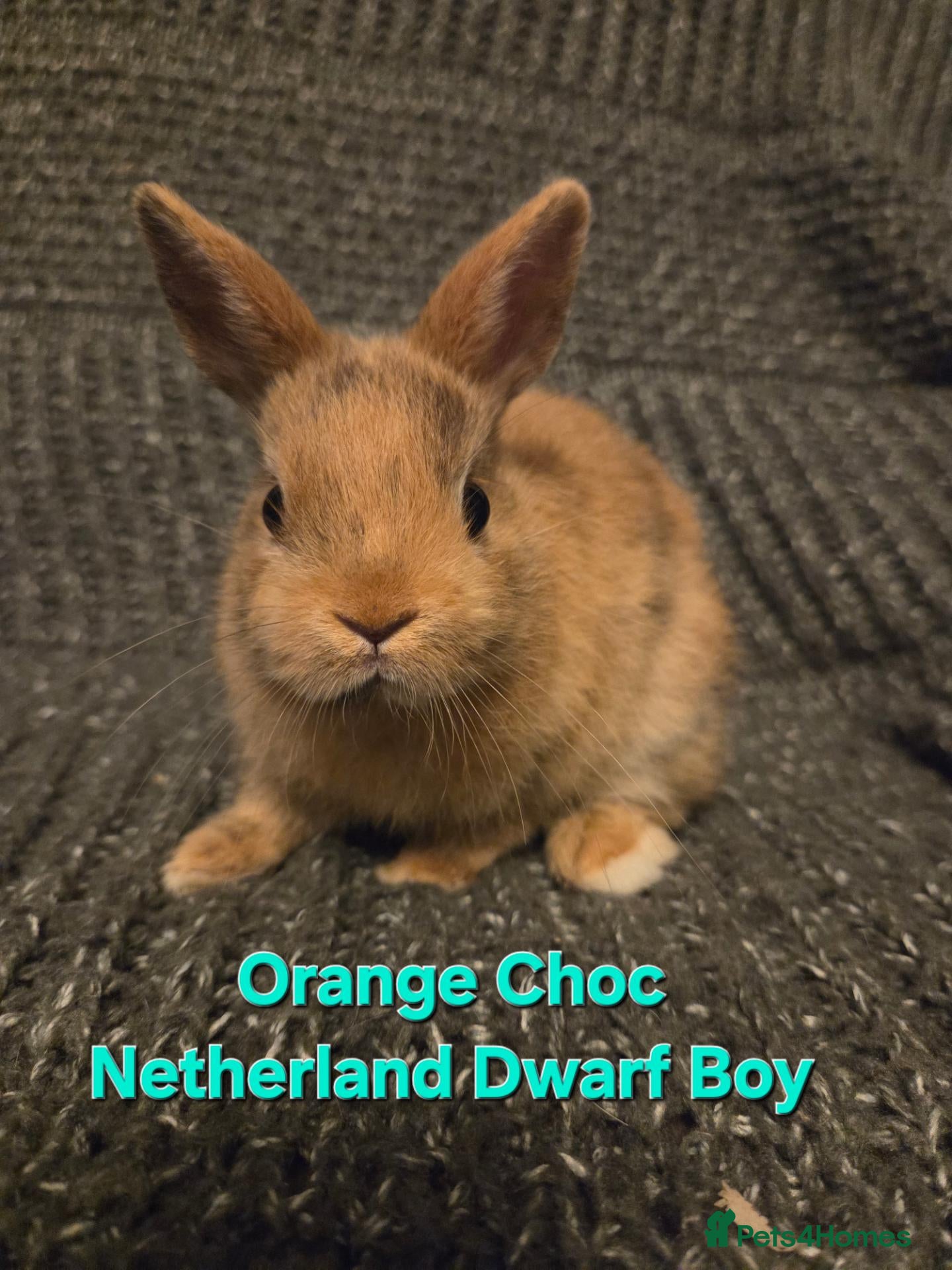 Netherland Dwarf rabbits 8wk old orange choc Boy - Advert 2