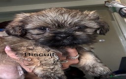 Shih Tzu dogs for sale: Shih tzu  - Image 32