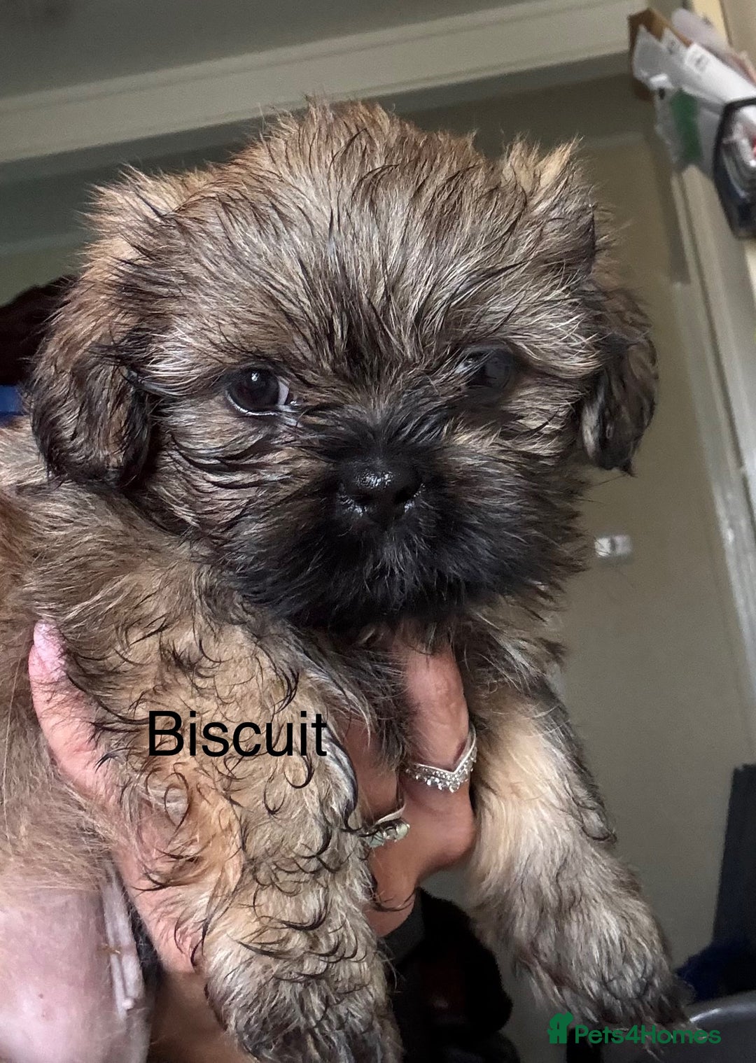 Shih Tzu dogs for sale: Shih tzu  - Image 32