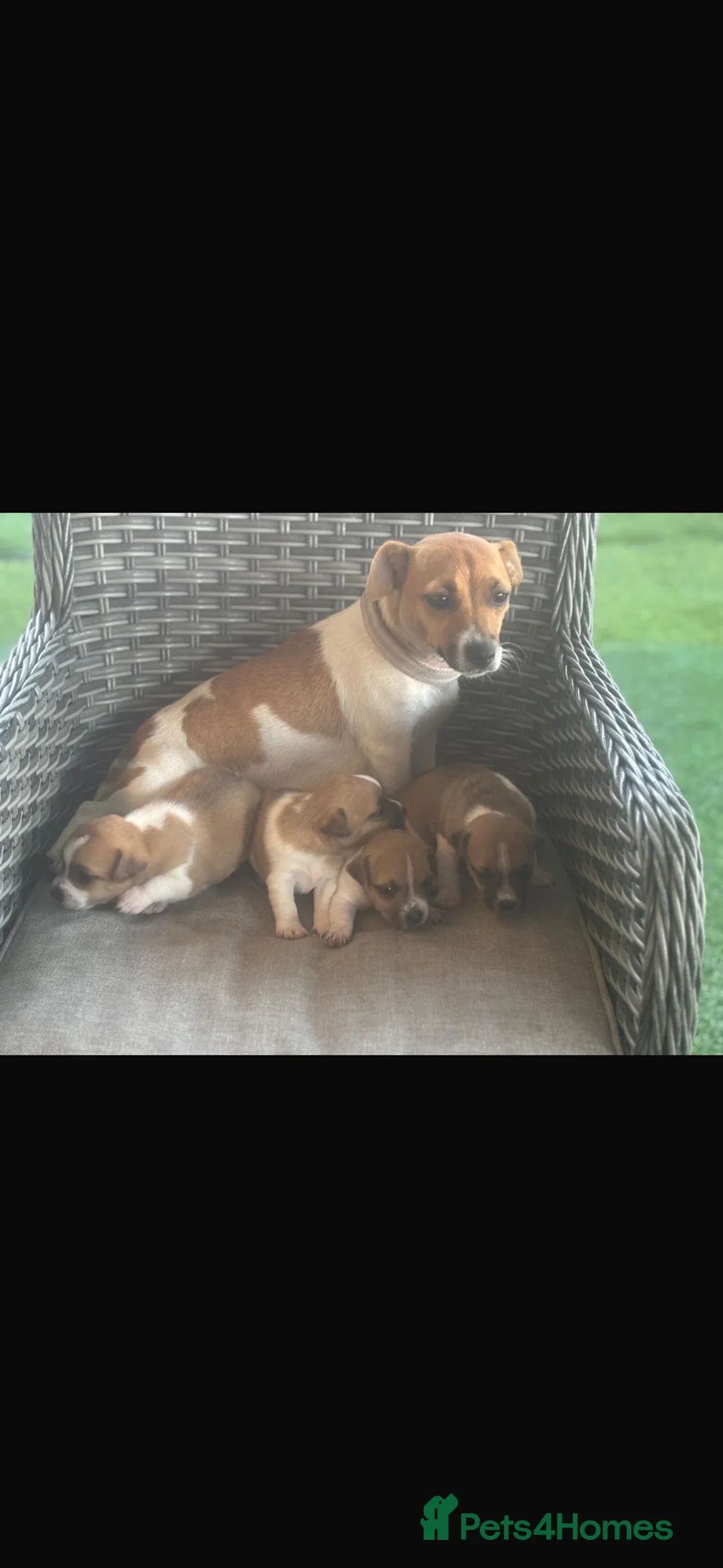 Jack Russell dogs for sale: Jack Russell in Walton-on-Thames - Advert 14