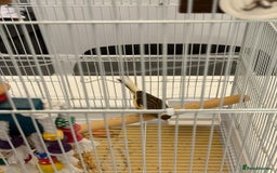 Finches birds for sale: Male Goldfinch for Sale – £100 (includes cage) - Advert 4